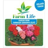 Mmt 8 Adet 8 Renk Sarmaşık Sardunya Tohumu