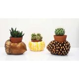 Mobgift Özel El Yapımı 3'lü Set Fındık + Kozalak + Kabak Tasarım Saksılar - 3 Adet - 7 cm