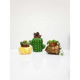 Mobgift Özel El Yapımı 3'lü Set Fındık + Kozalak + Kaktüs Tasarım Saksılar - 3 Adet - 5 cm