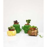 Mobgift Özel El Yapımı 4'lü Set Fındık +2 Adet Kaktüs + Kabak Tasarım Saksılar