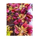 mobuflora Dev Kapanlı Dionaea Muscipula Tohum Yetiştirme Kiti Etobur Bitki