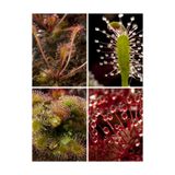 mobuflora Drosera Tohum Yetiştirme Kiti 7 Farklı Tür Etobur Bitki Tohumu