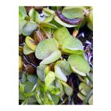 mobuflora Salvinia Natans Sarmaşık Formlu Su Bitkisi