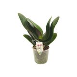 modasteps Çiçeksiz Orkide Fidesi (12 Cm Saksıda)