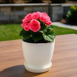 Modern Küçük Begonya Saksı 1,5 Litre Tabaklı Çiçek Saksısı – Iç ve Dış Mekana Uygun 14X13 cm - Beyaz