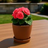 Modern Küçük Begonya Saksı 1,5 Litre Tabaklı Çiçek Saksısı – Iç ve Dış Mekana Uygun 14X13 cm - Kahve