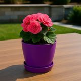 Modern Küçük Begonya Saksı 1,5 Litre Tabaklı Çiçek Saksısı – Iç ve Dış Mekana Uygun 14X13 cm - Mor