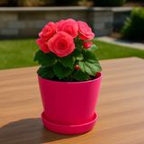 Modern Küçük Begonya Saksı 1,5 Litre Tabaklı Çiçek Saksısı – Iç ve Dış Mekana Uygun 14X13 cm - Pembe
