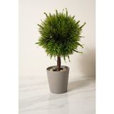 Modern Top Formlu Yapay Çam Bonsai, Taş Dolgulu Gri Saksıda Mini Ağaç, Çalışma Masası ve Raf Dekorasyonu