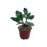 Money Flower Succulent Para Çiçeği Sukulent 10-20 Cm