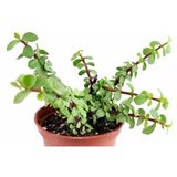 Money Plant Jade Tree Para Yeşim Çiçeği Fidanı 10-20 Cm