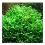Monosolenium Tenerum Pellia Moss 10x10cm Canlı Bitki