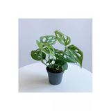 Monstera Adansonii - Deve Tabanı Bitkisi (Mini)