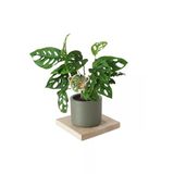Monstera Adansonii (Deve Tabanı Bitkisi)