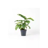 Monstera Adansonii - Ev Ve Ofis Bitkisi - Saksı Çapı 15 Cm
