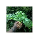 Monstera Adansonii Monkey Leaf (8.5 Cm Saksıda) - Nadir Tür Sıra Dışı Kaktüs, Sukulent Ve Bitkiler