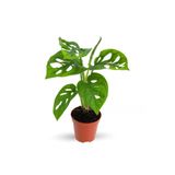 Monstera Adansonii Monkey Mask Sarmaşık Deve Tabanı Mini Ev Ofis Salon İç Mekan Bitkisi Baby