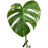 Monstera Deliciosa 'albo Variegata' (Çelik)