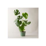 Monstera Deliciosa Deve Tabanı Büyük Ve Dolgun Boy 90 110 Cm, BTSR319