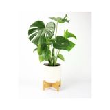 Monstera Delıcıosa Deve Tabanı Ev Bitkisi Salon Bitkisi Ofis Bitkisi