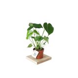 Monstera Deliciosa Deve Tabanı Ev Ofis Salon İç Mekan Bitkisi 40-50 Cm, BTS05032025BYB91