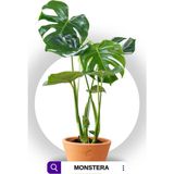 Monstera Deliciosa - Deve Tabanı - Ev Ofis Salon Iç Mekan Bitkisi - 60 cm