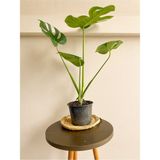 Monstera Deliciosa Deve Tabanı Orta Boy 45-50 cm