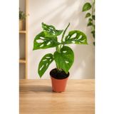 Monstera Deliciosa Saksı Bitkisi, 30-40 cm Boy | Delikli Yapraklar, İç Mekan Bitkisi, Canlı Bitki, Doğal Görünüm, Masa Bitkisi