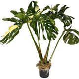 Monstera Deliciosa 'Thai Constellation' (Deve Tabanı)