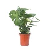 Monstera deliciosa