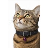 MOODPAW Ayarlanabilir Zilli Kedi Tasması