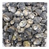 Moonshell Umbinium Kiloluk Deniz Kabuğu (1 KG)