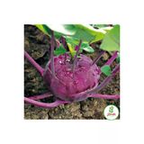 Mor Alabas Kohlrabi Tohumu 10 Adet Dogal Ev Bahce Icin Ideal