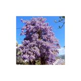 Mor Çiçekli Mor Salkım Fidanı (40-60 Cm)