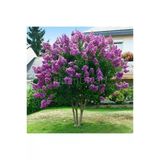Mor Çiçekli Oya Ağacı Fidanı 30-60 Cm