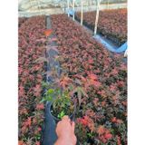 Mor Dekor Acer Palmatum Atropurpureum Kırmızı yakraklı japon akçaağaç 1.5 litre saksı Boy : 40-50 cm
