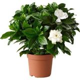 Mor Dekor Gardenia Jasminoides Kokulu Gardenya Ev Ve Ofis Bitkisi 10.5 Cm Saksıda