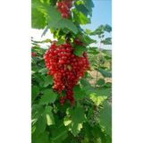 Mor Dekor Ribes rubrum red lake Kırmızı frenk üzümü fidanı 9x9x10 cm kare saksı Boy : 40-60 cm