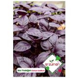 Mor Fesleğen - Mor Reyhan (ocimum Basilicum) Çiçek Tohumu 100 Adet