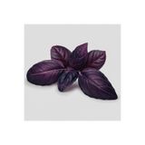 Mor Fesleğen Reyhan Tohumu-1 Gram FLORA-XD-4