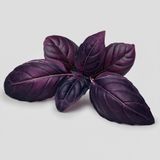 Mor Fesleğen Reyhan Tohumu-1 Gram