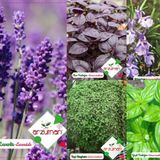 MOR FESLEĞEN-YEŞİL FESLEĞEN-TOP FESLEĞEN-BİBERİYE-LAVANTA TOHUMU 5'Lİ TOHUM SETİ