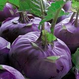 Mor Kohlrabi(Alabaş) Tohumu (20 Tohum)