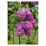 Mor Leylak Çiçeği Fidanı Saksılı/Tüplü 40-60 Cm Peyzaj Bitkisi
