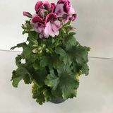 Mor Lila Ceylangözü-Sardunya Çiçeği Pelargonium 10-20 Cm