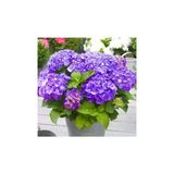 Mor Ortanca Çiçeği Fidanı Fidesi 10-20 Cm
