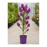 Mor Oya Ağacı Fidanı 10-20 Cm