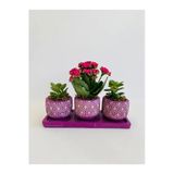 Mor Petek Model Trio Beton Saksıda Para Çiçeği Ile Kalanchoe(Kalanşo)