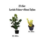 Mor Renk Mis Kokulu Leylak Ağacı Fidanı+Altuni Taflan Saksılı Bahçe Bitkileri, BTS0001NA1303