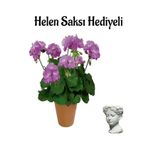 Mor Renk Sardunya Çiçeği Sevgililer Gününe Özel Helen Saksı Hediyeli, SRD30012025BYB890